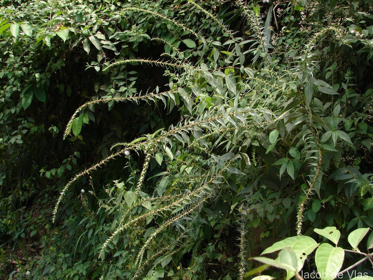 Gonostegia pentandra var. wightii (Benn.) Pull. & Karupp.